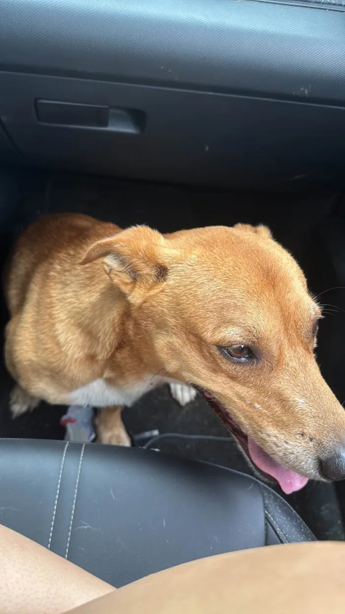 Cachorro ra a SRD-ViraLata idade 3 anos nome bob 