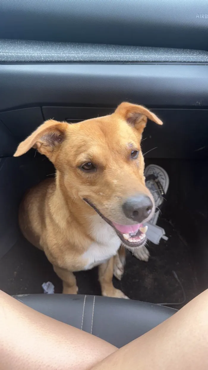 Cachorro ra a SRD-ViraLata idade 3 anos nome bob 