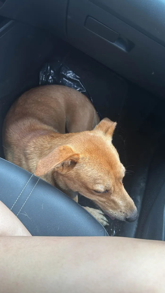 Cachorro ra a SRD-ViraLata idade 3 anos nome bob 