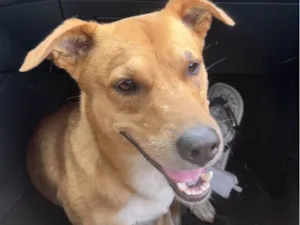 Cachorro ra a SRD-ViraLata idade 3 anos nome bob 