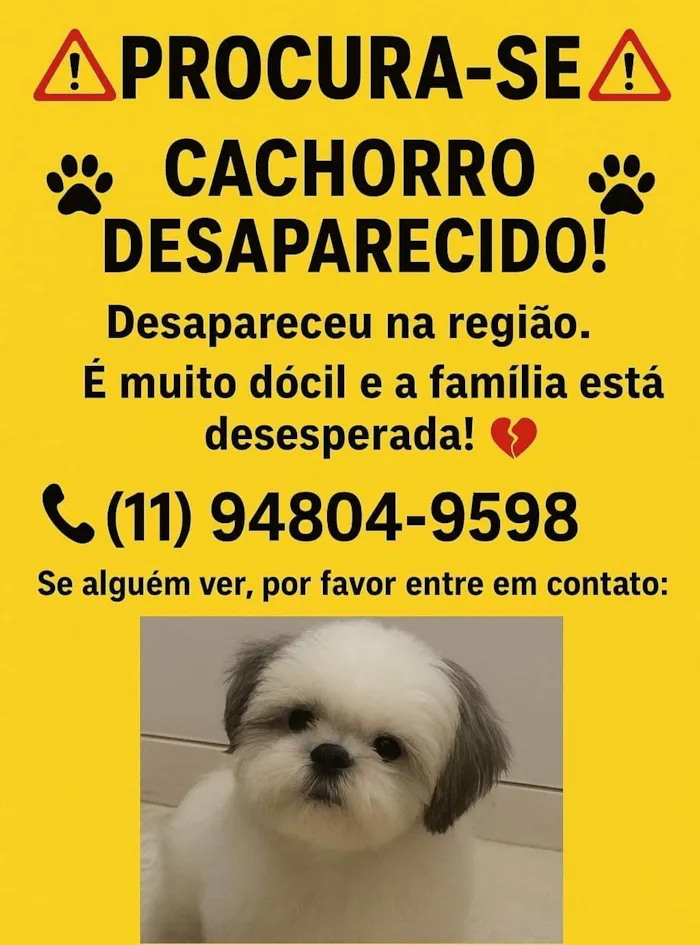 Cachorro ra a Shitzu idade 2 anos nome Toddy