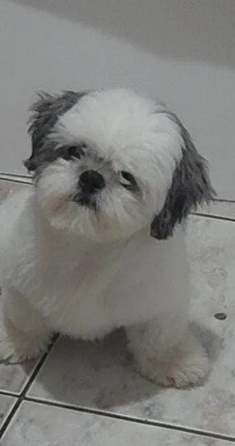 Cachorro ra a Shitzu idade 2 anos nome Toddy