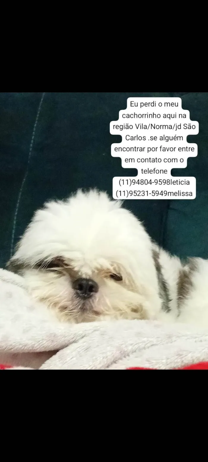 Cachorro ra a Shitzu idade 2 anos nome Toddy