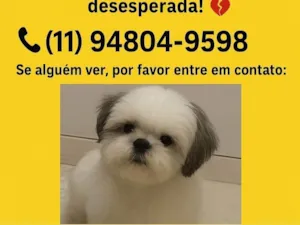 Cachorro raça Shitzu idade 2 anos nome Toddy