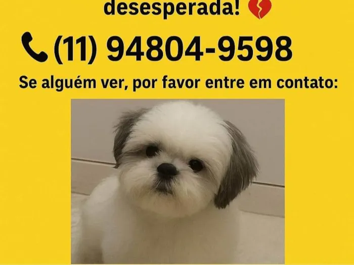 Cachorro ra a Shitzu idade 2 anos nome Toddy