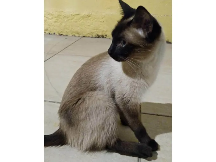 Gato ra a Siamês idade 6 ou mais anos nome Floki 