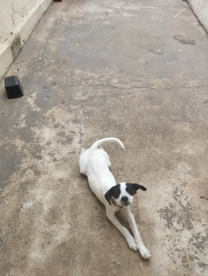 Cachorro ra a SRD-ViraLata idade 2 a 6 meses nome Flokinho 