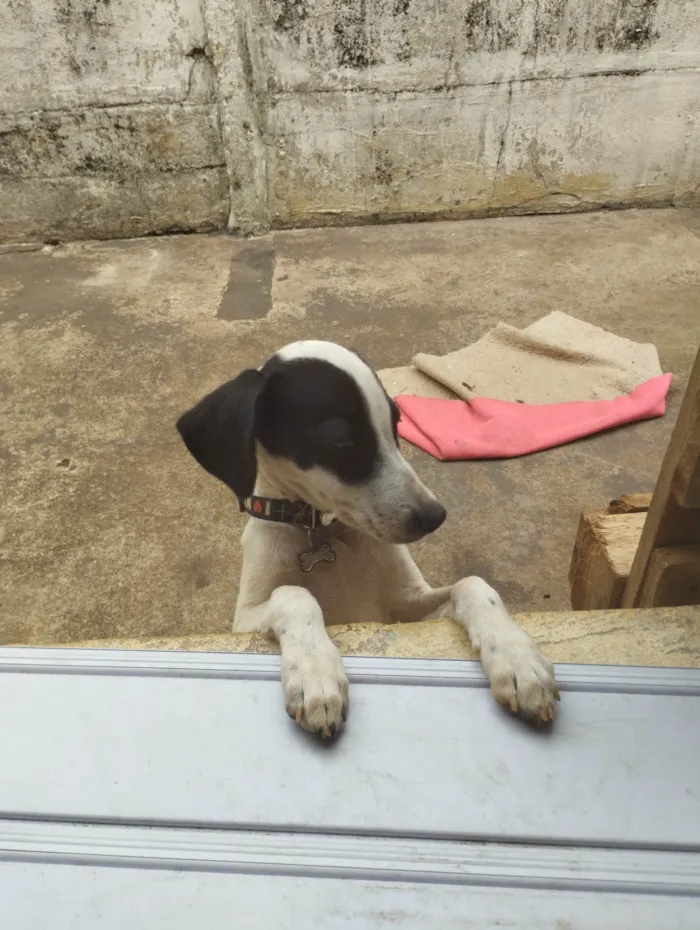 Cachorro ra a SRD-ViraLata idade 2 a 6 meses nome Flokinho 