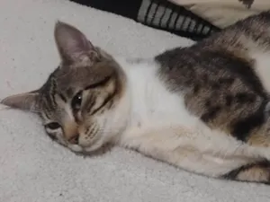 Gato raça SRD-ViraLata idade 7 a 11 meses nome Zeus