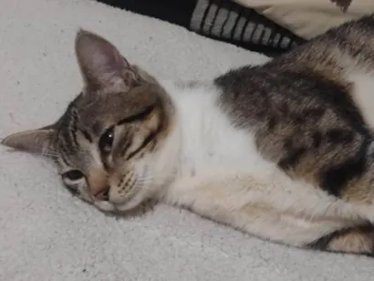 Gato raça SRD-ViraLata idade 7 a 11 meses nome Zeus