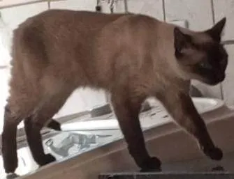 Gato ra a Siamês idade 6 ou mais anos nome Floki 