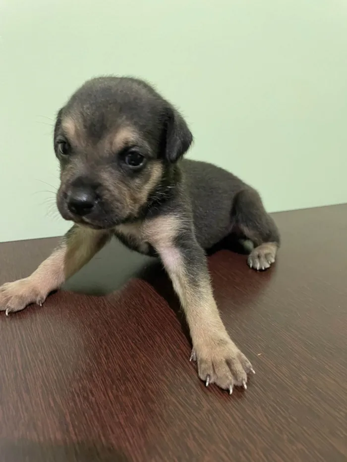 Cachorro ra a SRD-ViraLata idade Abaixo de 2 meses nome Sem nome.