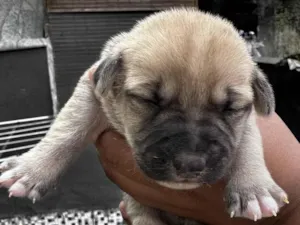 Cachorro raça SRD-ViraLata idade Abaixo de 2 meses nome Pai Labrador Retrivier • Mãe SRD • 5 filhotes