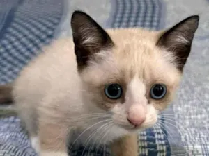 Gato raça SRD-ViraLata idade 2 a 6 meses nome Margareth