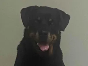 Cachorro raça Rottweiler idade 6 ou mais anos nome Funny