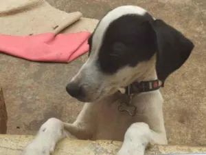 Cachorro raça SRD-ViraLata idade 2 a 6 meses nome Flokinho 