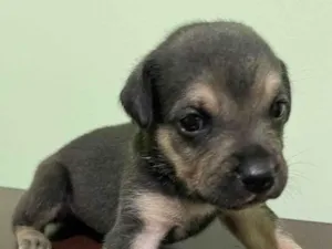 Cachorro raça SRD-ViraLata idade Abaixo de 2 meses nome Sem nome.