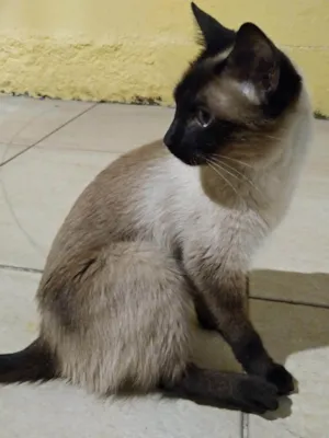 Gato raça Siamês idade 6 ou mais anos nome Floki