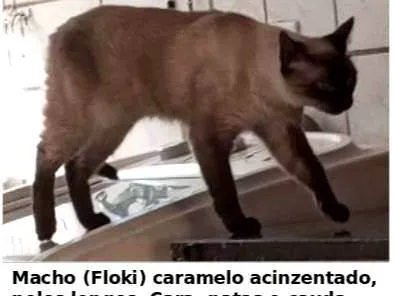 Floki