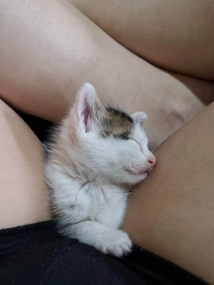 Gato ra a SRD-ViraLata idade Abaixo de 2 meses nome Sem nome 