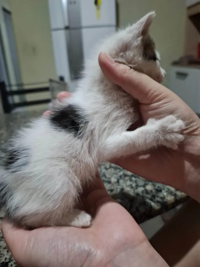 Gato ra a SRD-ViraLata idade Abaixo de 2 meses nome Sem nome 