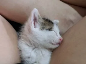 Gato raça SRD-ViraLata idade Abaixo de 2 meses nome Sem nome 