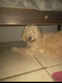 Cachorro ra a Poodle idade 5 anos nome Hulk
