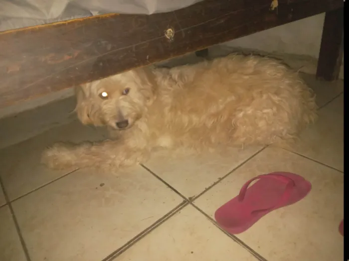 Cachorro ra a Poodle idade 5 anos nome Hulk