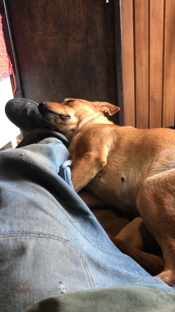 Cachorro ra a SRD-ViraLata idade 2 anos nome Esperança 