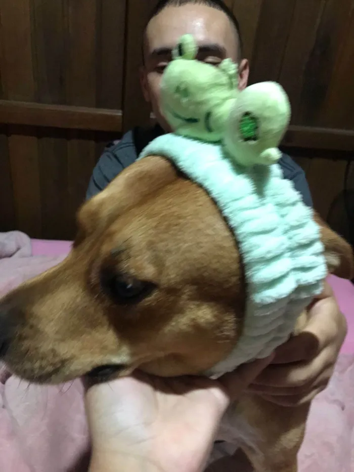 Cachorro ra a SRD-ViraLata idade 2 anos nome Esperança 