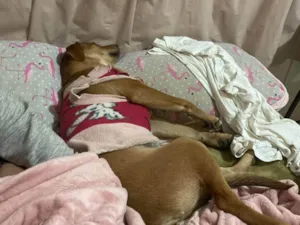 Cachorro raça SRD-ViraLata idade 2 anos nome Esperança 