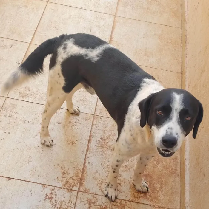 Cachorro ra a SRD-ViraLata idade 2 anos nome Fox