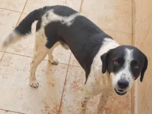 Cachorro raça SRD-ViraLata idade 2 anos nome Fox