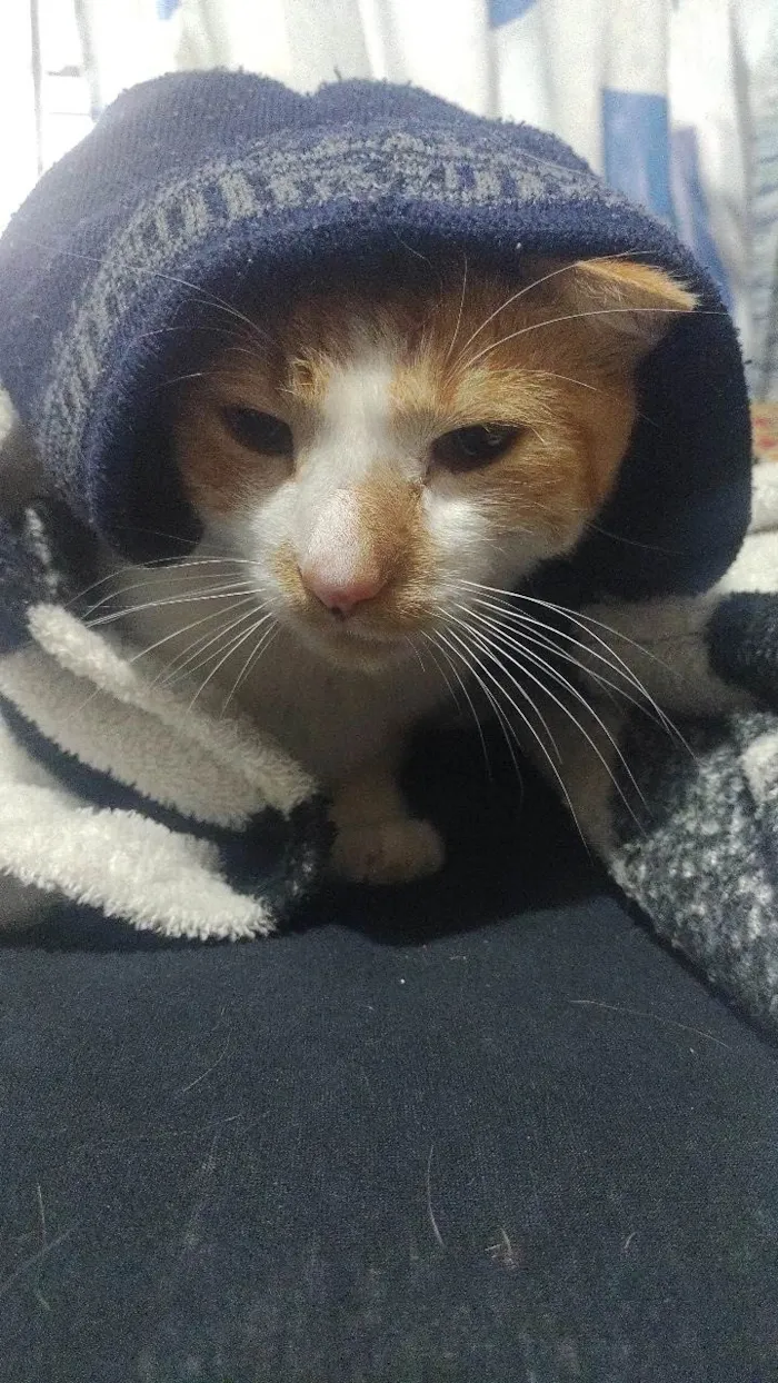 Gato ra a SRD-ViraLata idade 2 anos nome Freddie 