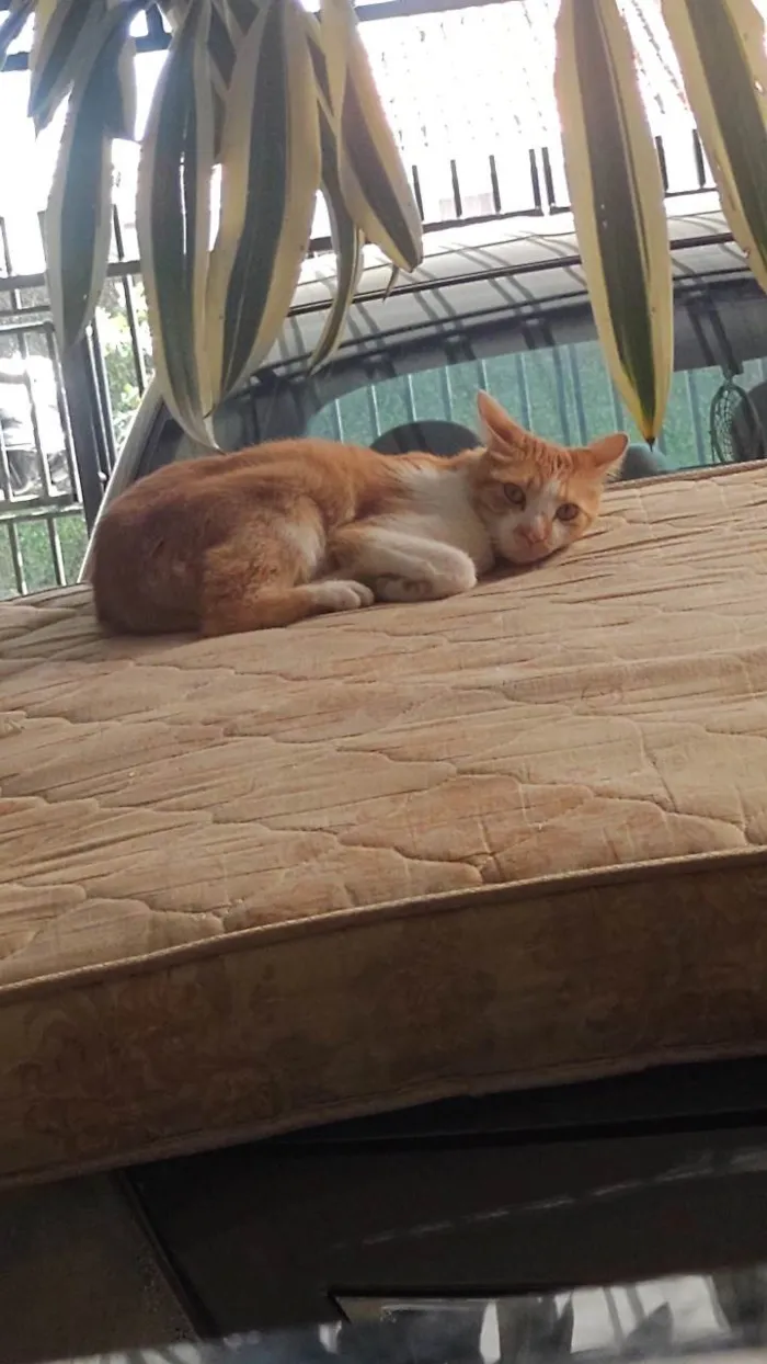 Gato ra a SRD-ViraLata idade 2 anos nome Freddie 