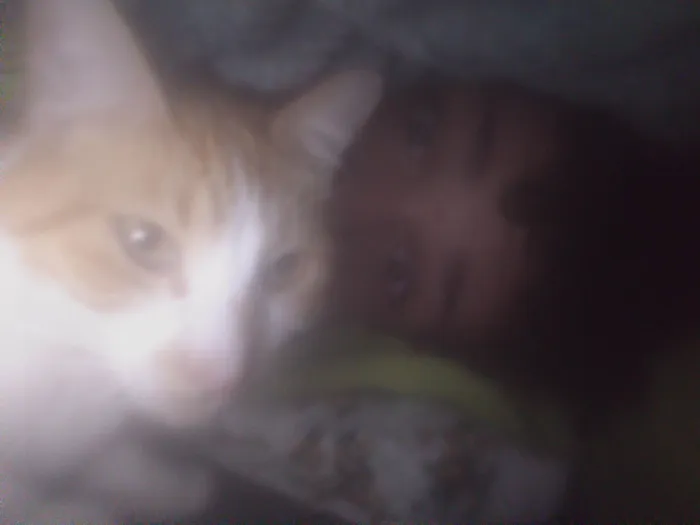 Gato ra a SRD-ViraLata idade 2 anos nome Freddie 