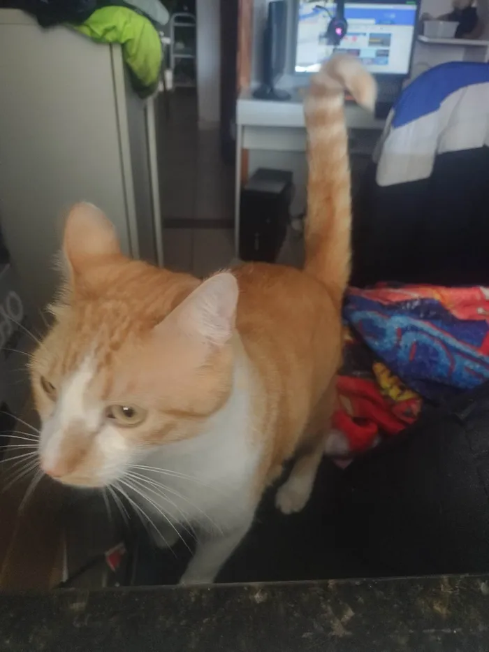 Gato ra a SRD-ViraLata idade 2 anos nome Freddie 