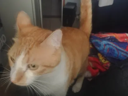 Gato ra a SRD-ViraLata idade 2 anos nome Freddie 