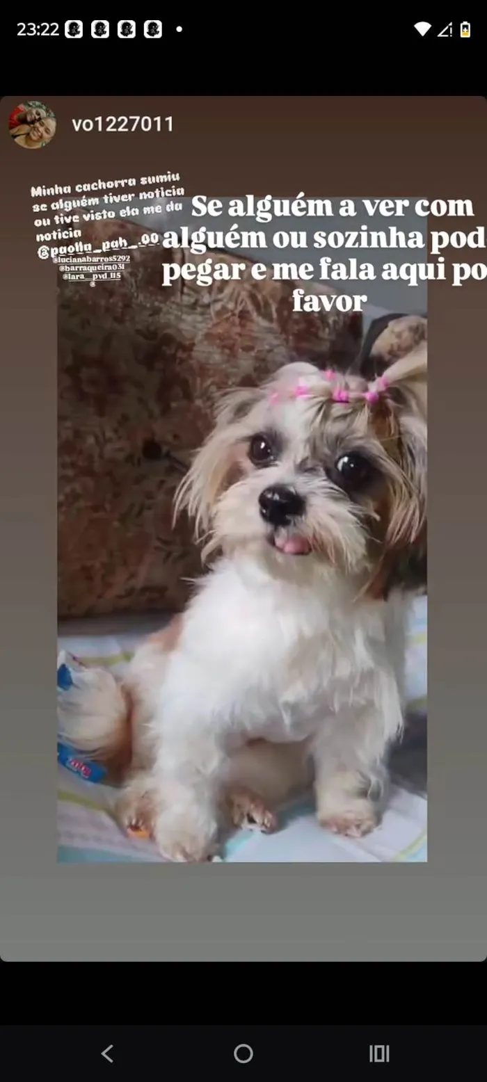 Cachorro ra a Shitzu idade 7 a 11 meses nome Mel