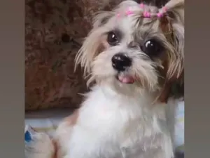 Cachorro ra a Shitzu idade 7 a 11 meses nome Mel