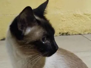 Gato raça Siamês idade 6 ou mais anos nome Floki