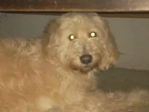 Cachorro raça Poodle idade 5 anos nome Hulk