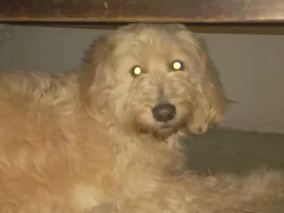 Cachorro raça Poodle idade 5 anos nome Hulk