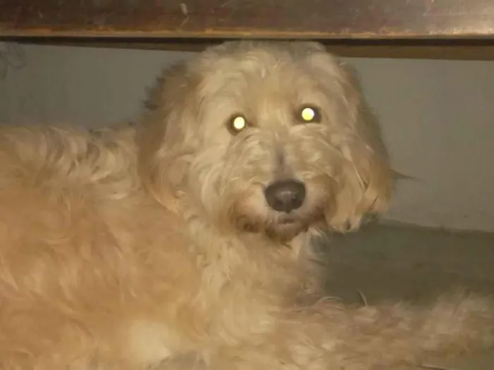 Cachorro raça Poodle idade 5 anos nome Hulk