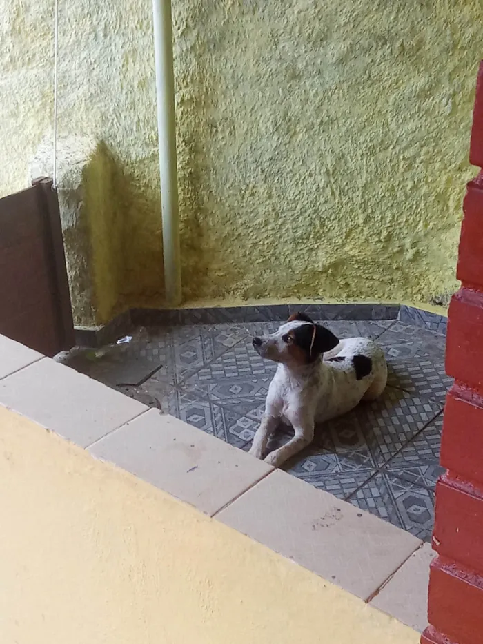 Cachorro ra a SRD-ViraLata idade 2 a 6 meses nome CACHORRO FILHOTE PRA ADOÇÃO 