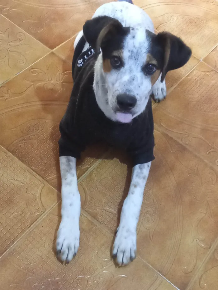 Cachorro ra a SRD-ViraLata idade 2 a 6 meses nome CACHORRO FILHOTE PRA ADOÇÃO 