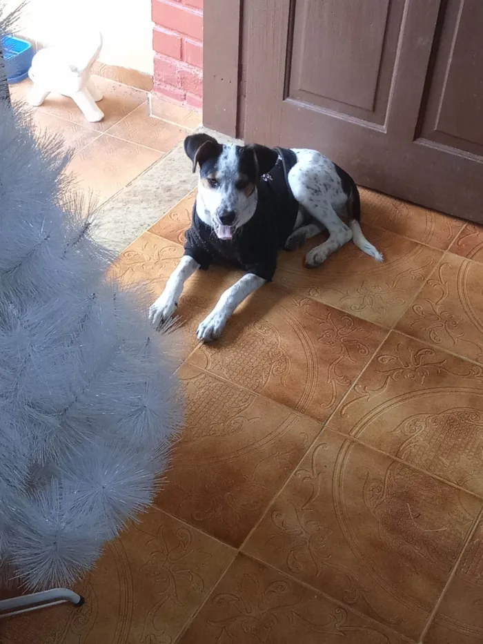 Cachorro ra a SRD-ViraLata idade 2 a 6 meses nome CACHORRO FILHOTE PRA ADOÇÃO 