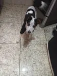 CACHORRO FILHOTE PRA ADOÇÃO 