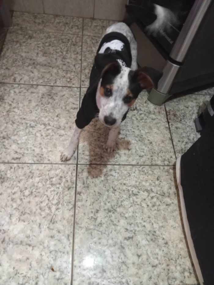 Cachorro ra a SRD-ViraLata idade 2 a 6 meses nome CACHORRO FILHOTE PRA ADOÇÃO 