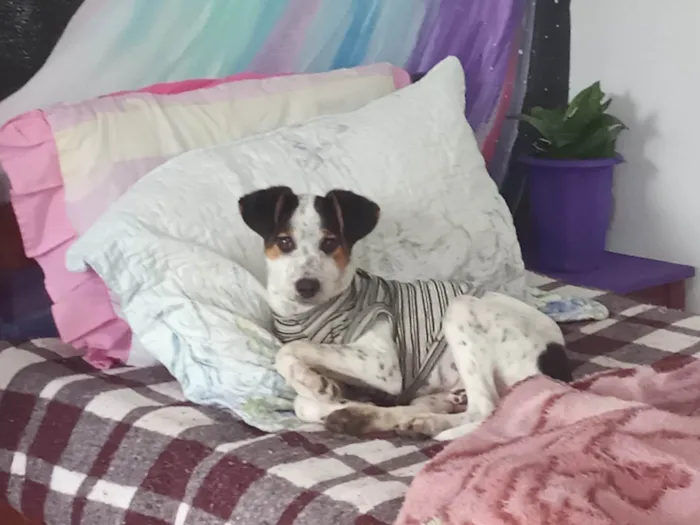 Cachorro ra a SRD-ViraLata idade 2 a 6 meses nome CACHORRO FILHOTE PRA ADOÇÃO 